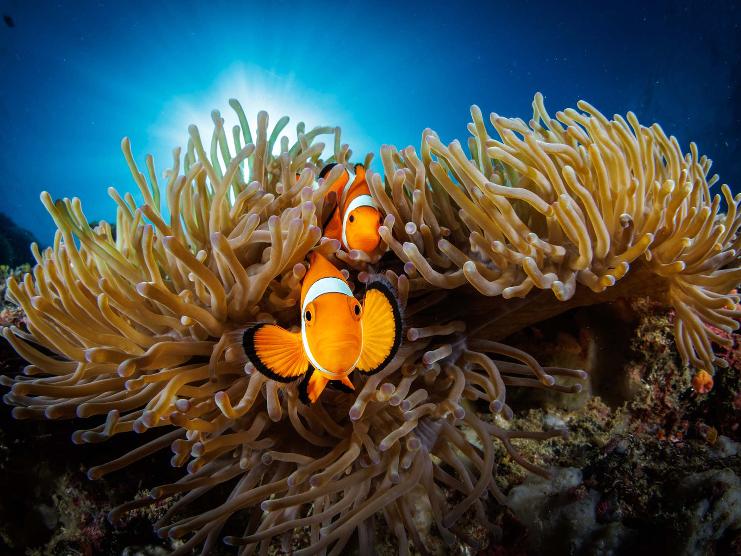 Clownfish in anemone, image © Grant Thomas in Bohol, Philippines