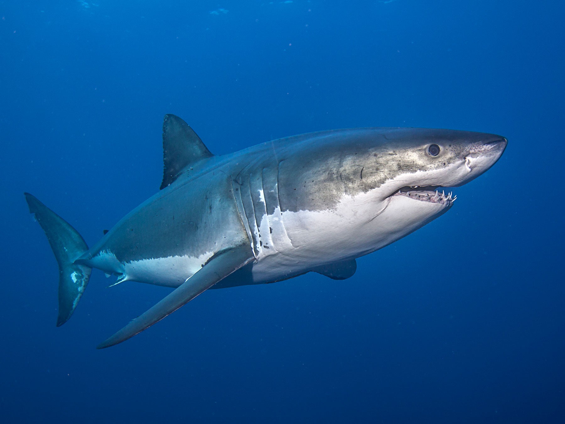 great white steve miller.jpg?v=1573442582&width=2048&utm source=chatgpt Reel Guides A great white shark full body shot underwater, one of the scariest fish in the ocean