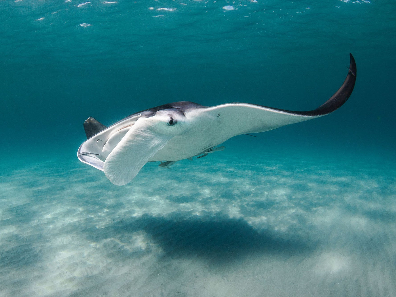 Atlantic Manta Ray image by Bryant Turffs taken with an Ikelite Underwater Housing
