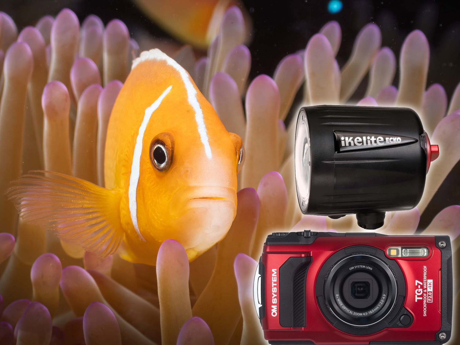 OM System TG-7 + Ecko Fiber Strobes Underwater in Yap