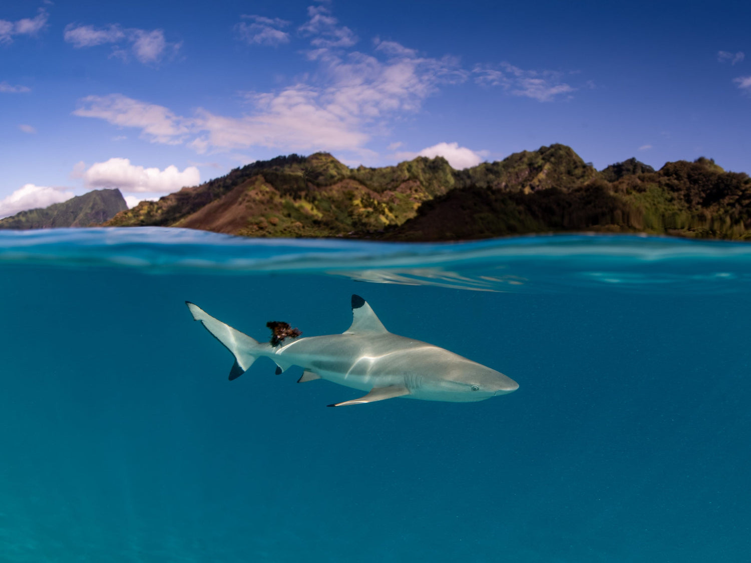Underwater split shot of a black tip reef shark taken with Sony a7 IV inside an Ikelite 200DL Underwater Housing by Ikelite Featured Customer Balázs Fodor