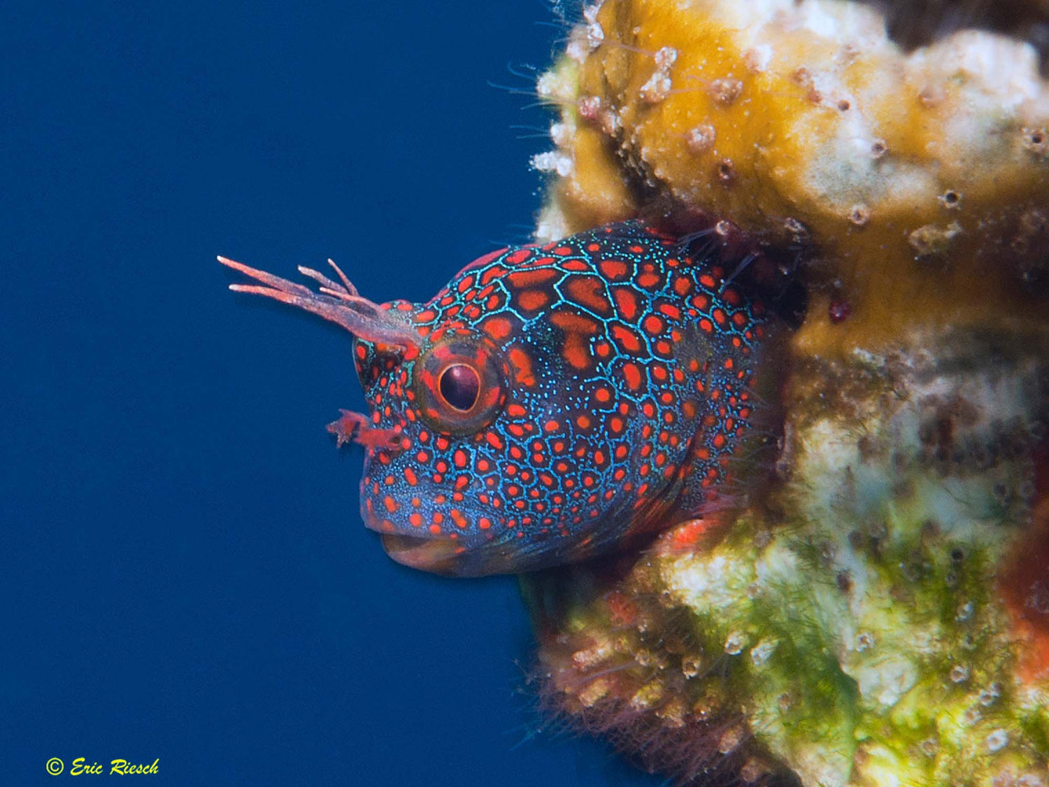 Featured Customers | Eric Riesch An Icon of Reef Fish ID