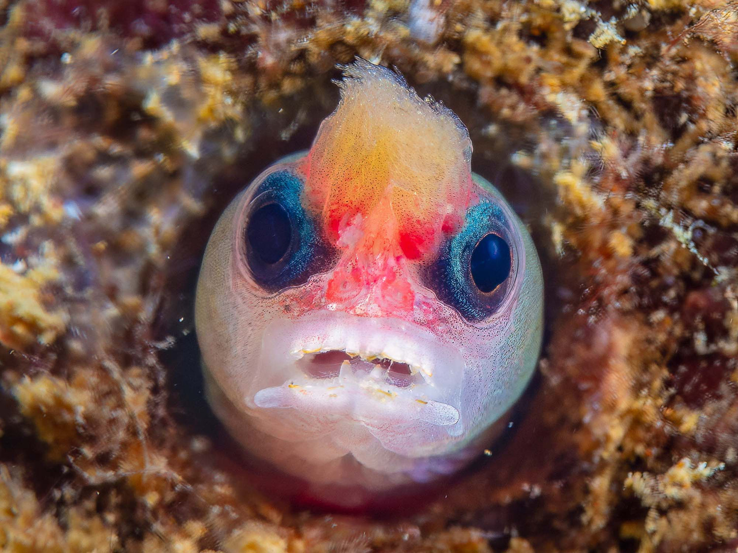 Ikelite Featured Customer Nick Hobgood 