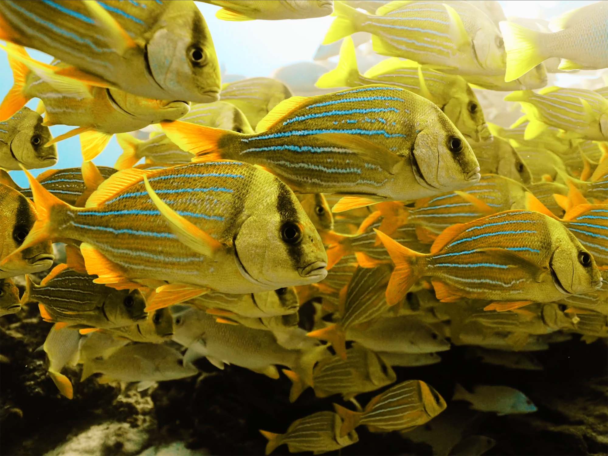 Featured Customers | Nick Tearle An Underwater Tour of Mexico [VIDEO]