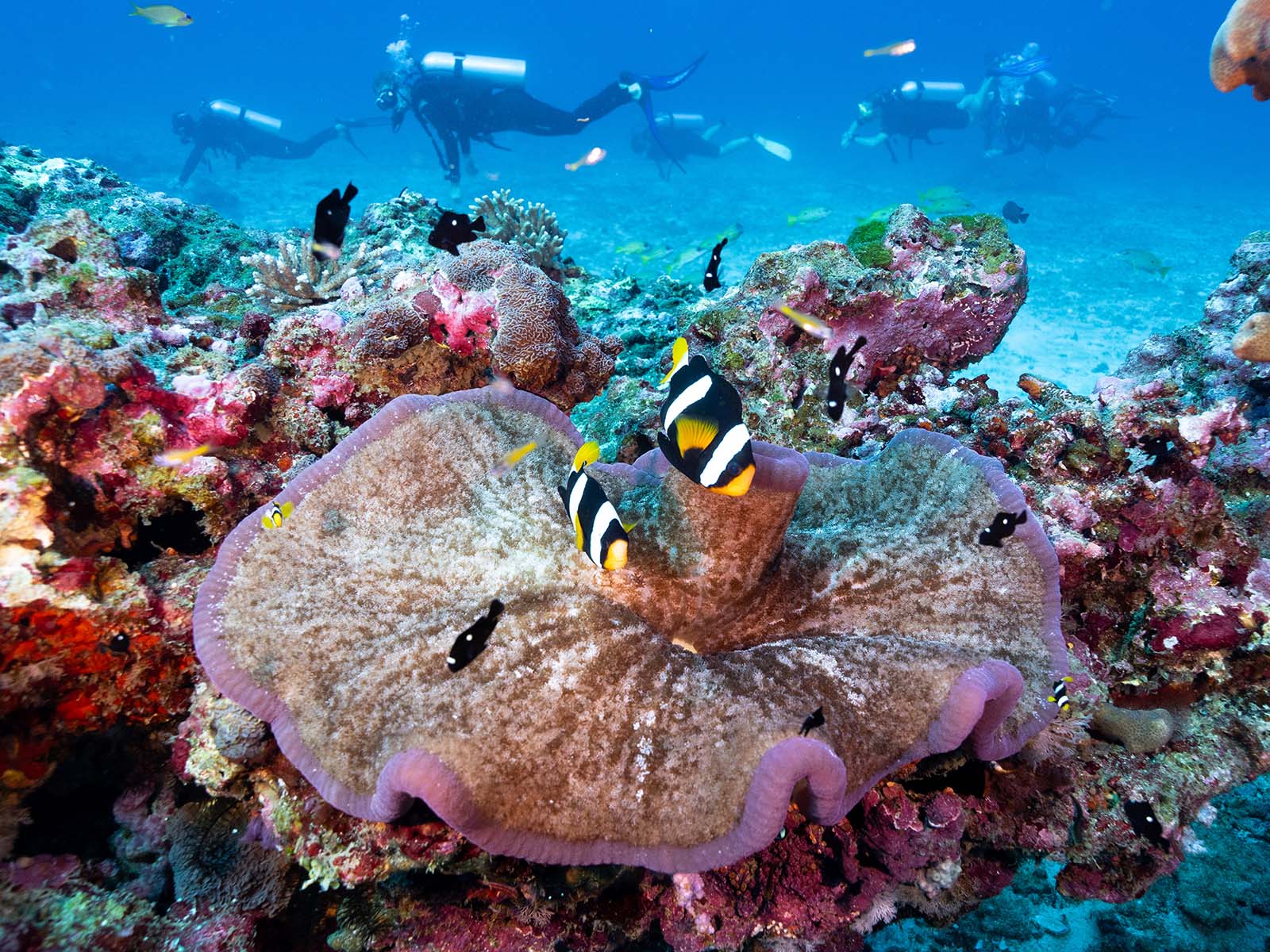 Featured Customers | Richie Gasper Diving with Richie