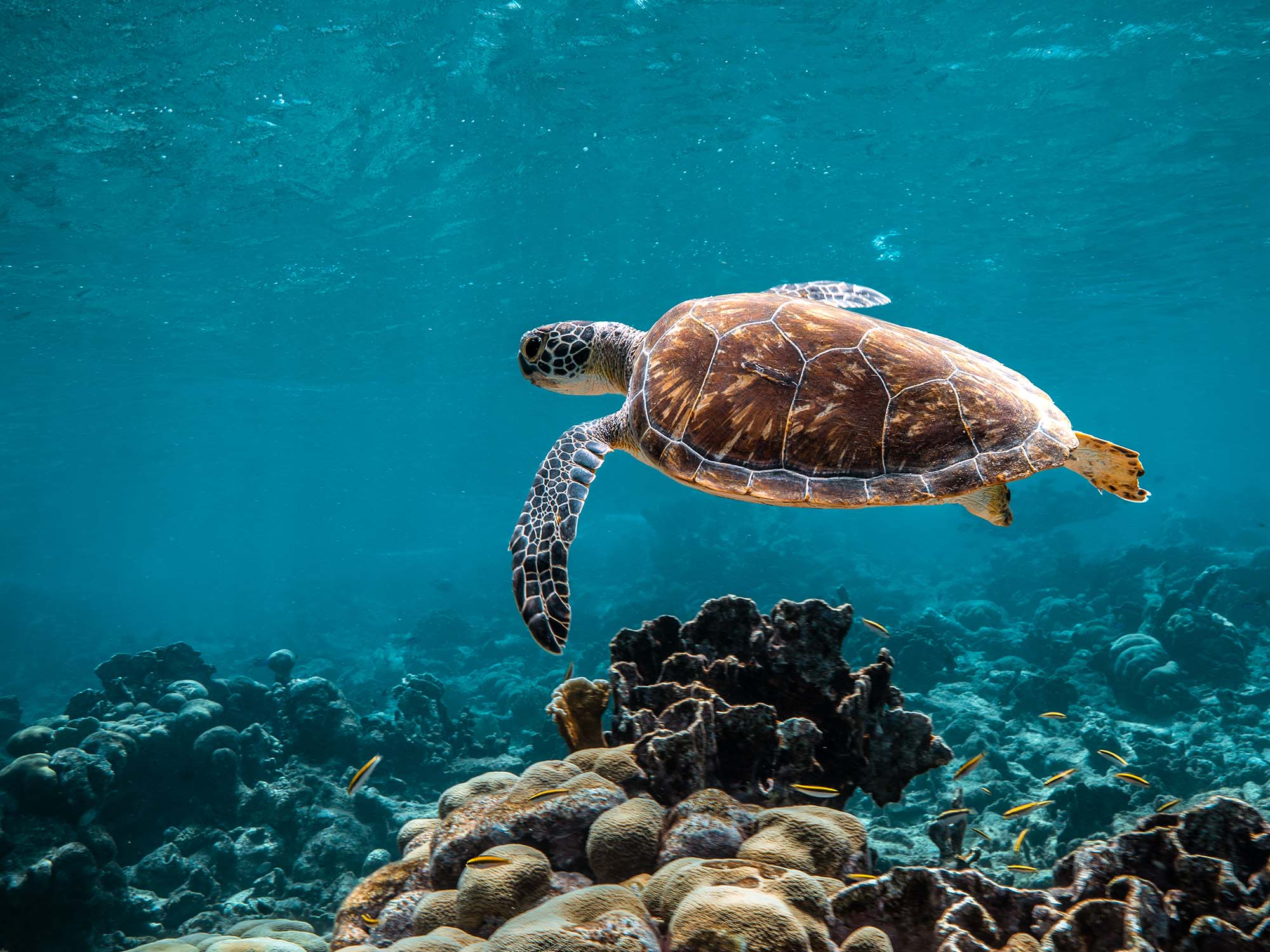 Featured Customers | Robert Renfrow Full Time Zookeeper, Part Time Divemaster