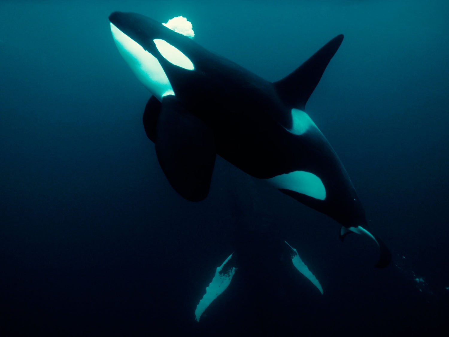 Timo Schönfelder cover photo for Ikelite Featured Customer video gallery of arctic freediving with orcas