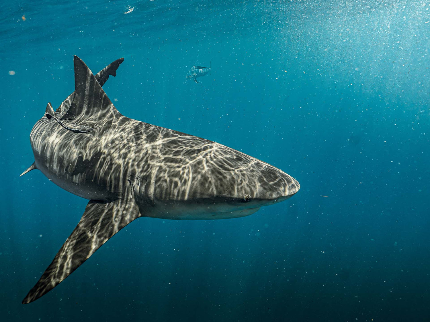 Ikelite Featured Customers | William Deerin For the Love of Sharks