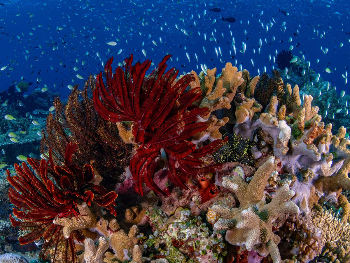 Andrii Slonchak, Ikelite Featured Customer Gallery from Komodo National Park