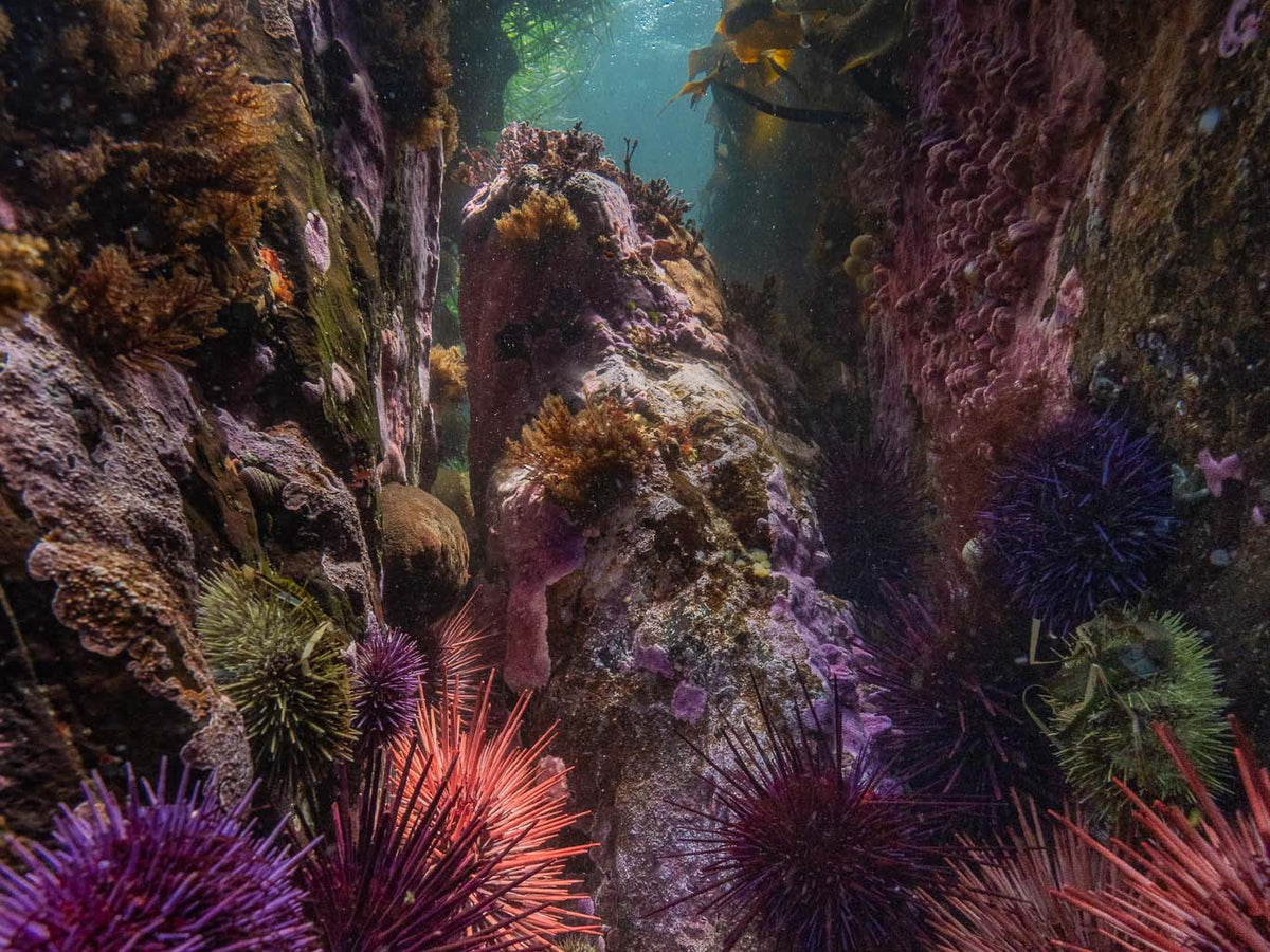 Ikelite Featured Customers | Benji Zecher Aspiring Intertidal Sea Creature
