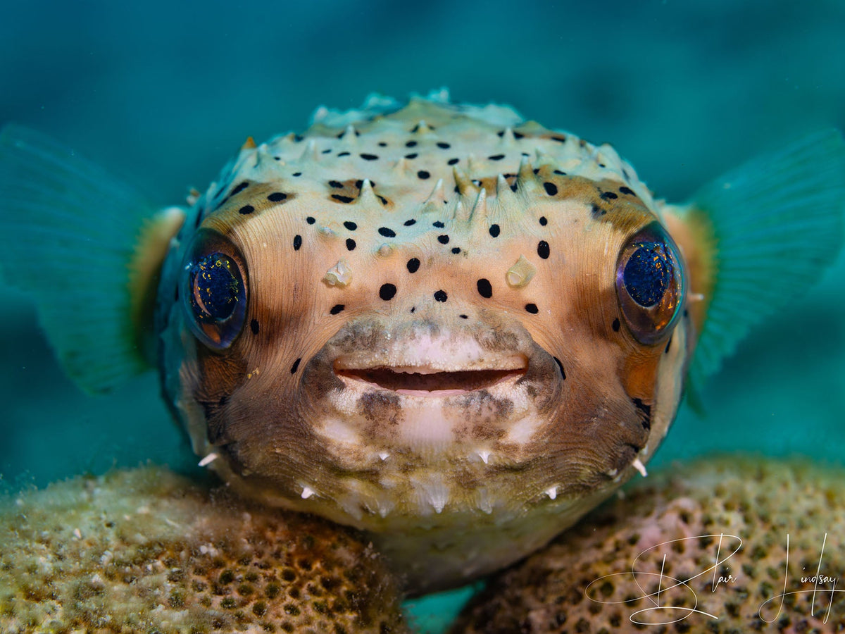 Ikelite Featured Customer Blair Lindsay The Scuba Medic