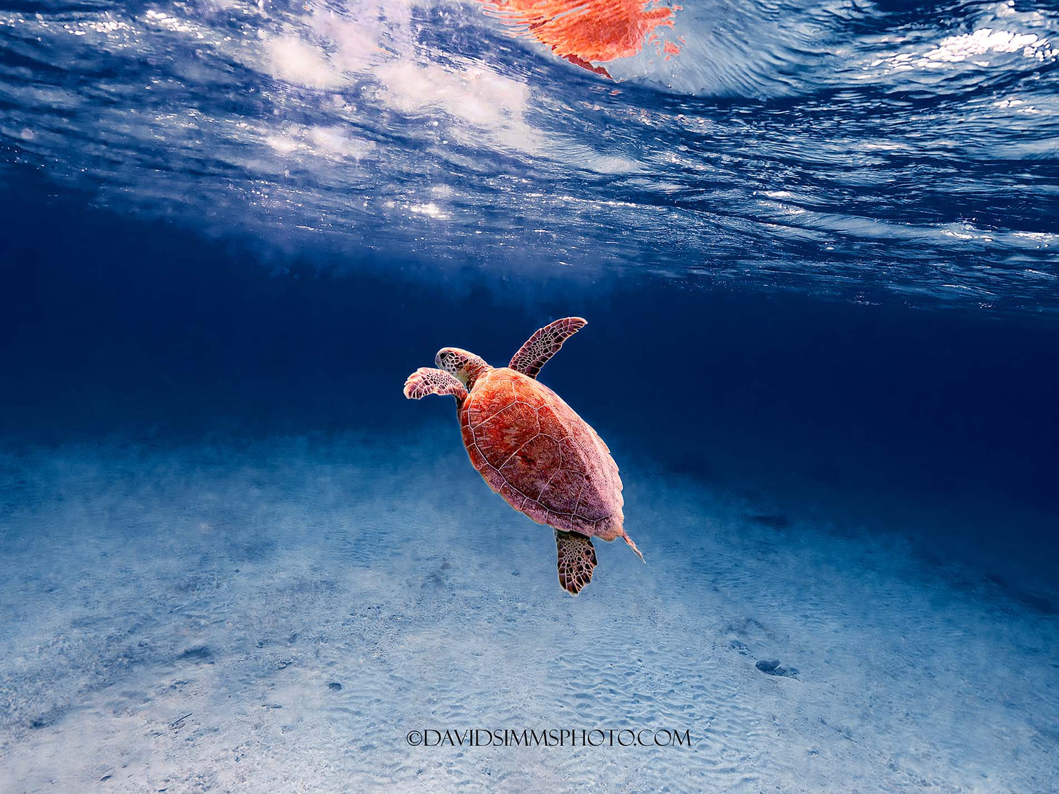 Featured Customers | David Simms Adventures to Come