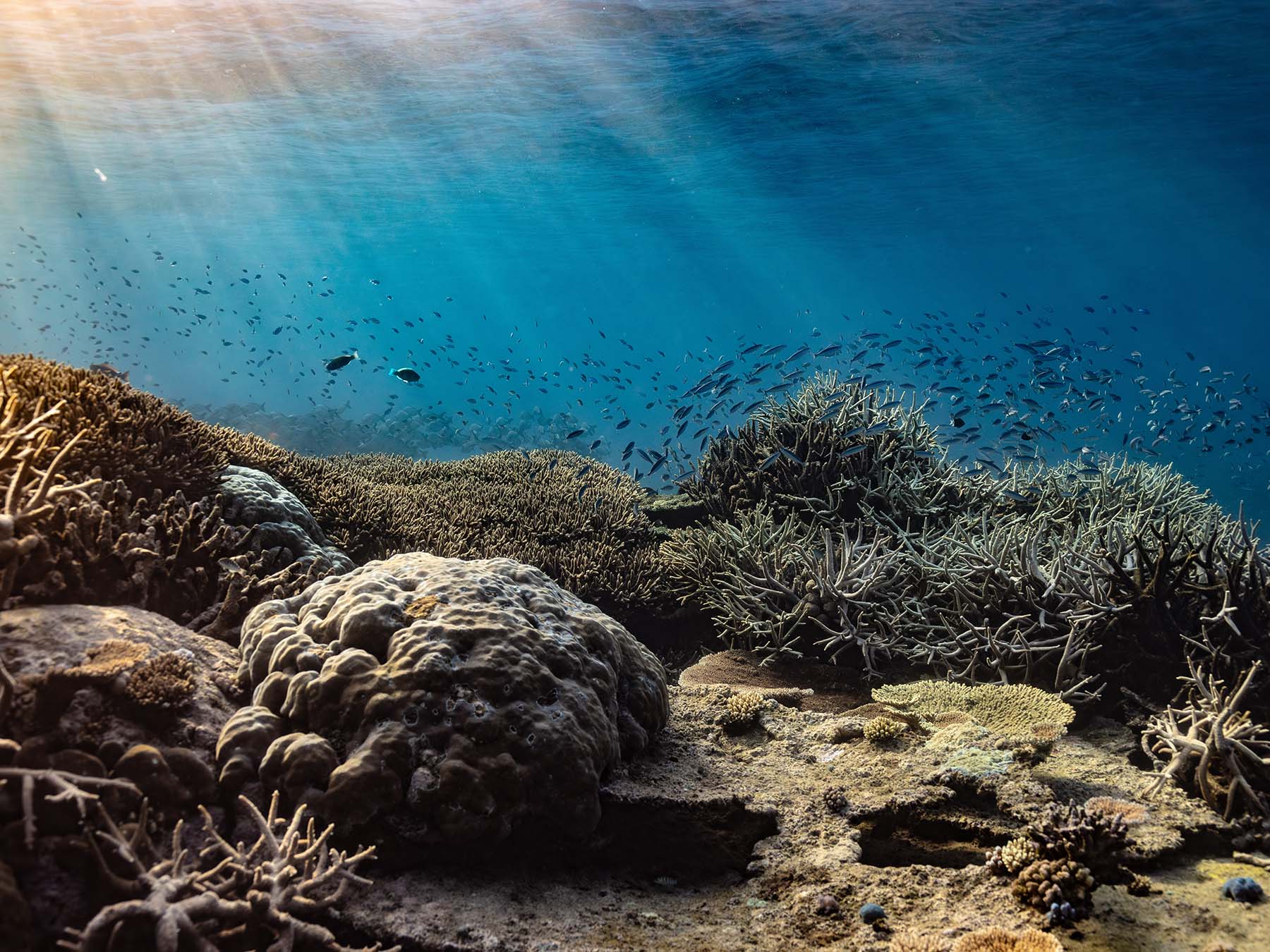 Featured Customers | Hadley England Reef Resilience in the Face of Climate Change