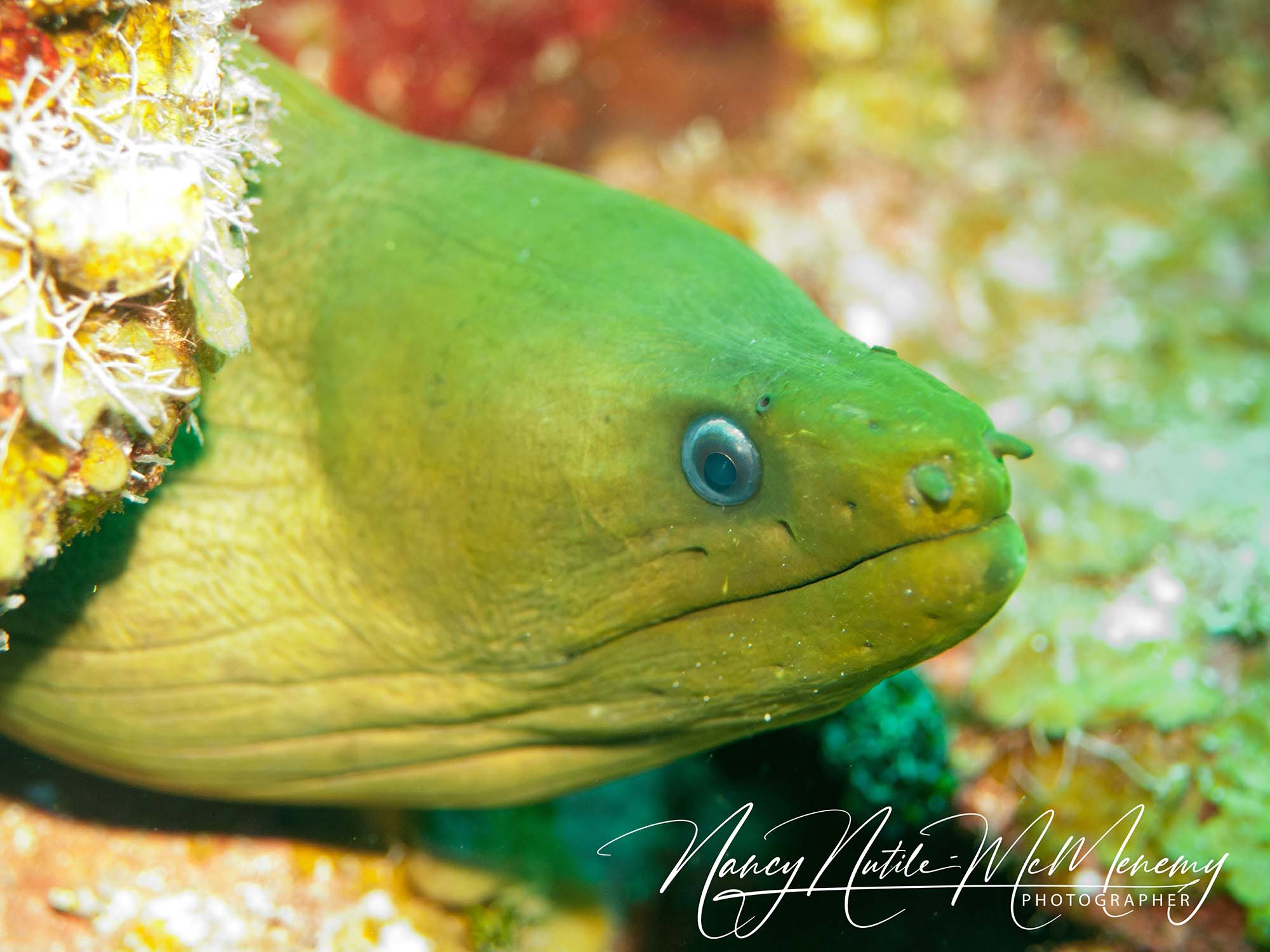 Featured Customers | Nancy Nutile-McMenemy Life Beneath the Surface