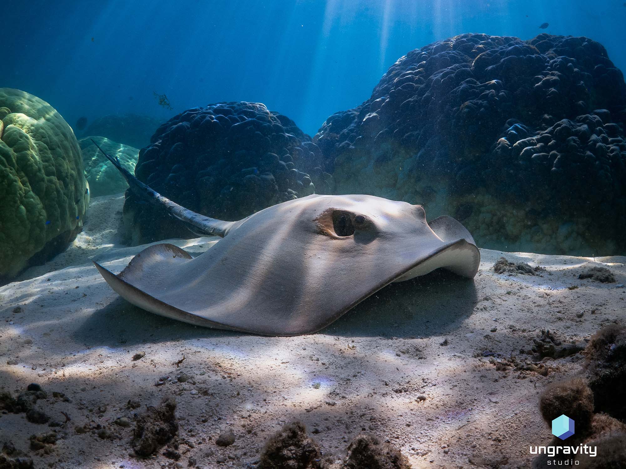 Natàlia Vilches Ungravity Studio, Ikelite Underwater Systems Featured Customer