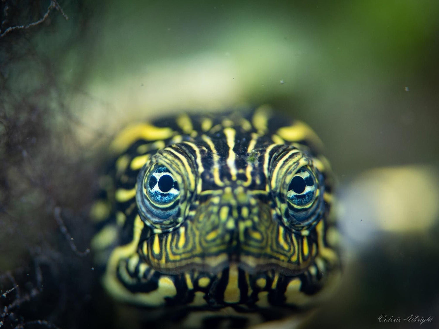 Ikelite Featured Customer Valerie Albright, turtle
