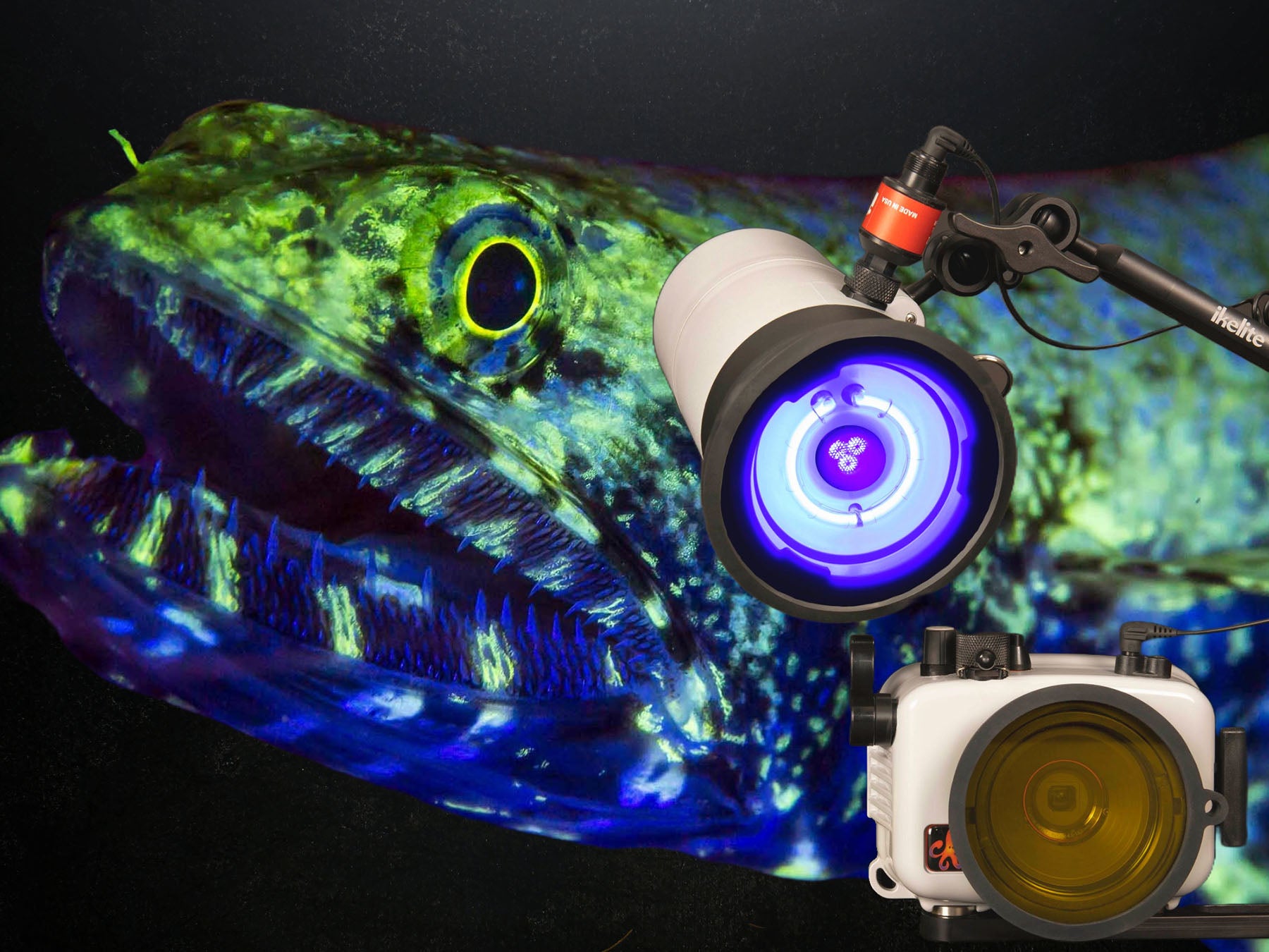 Fluorescence Photography to Enhance Your Night Dive [VIDEO]