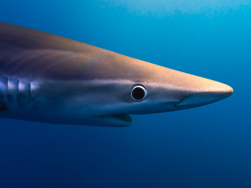 Blue shark image by Vicente Seco Hanselaar taken with Sony a7 IV inside an Ikelite 200DL Underwater Housing