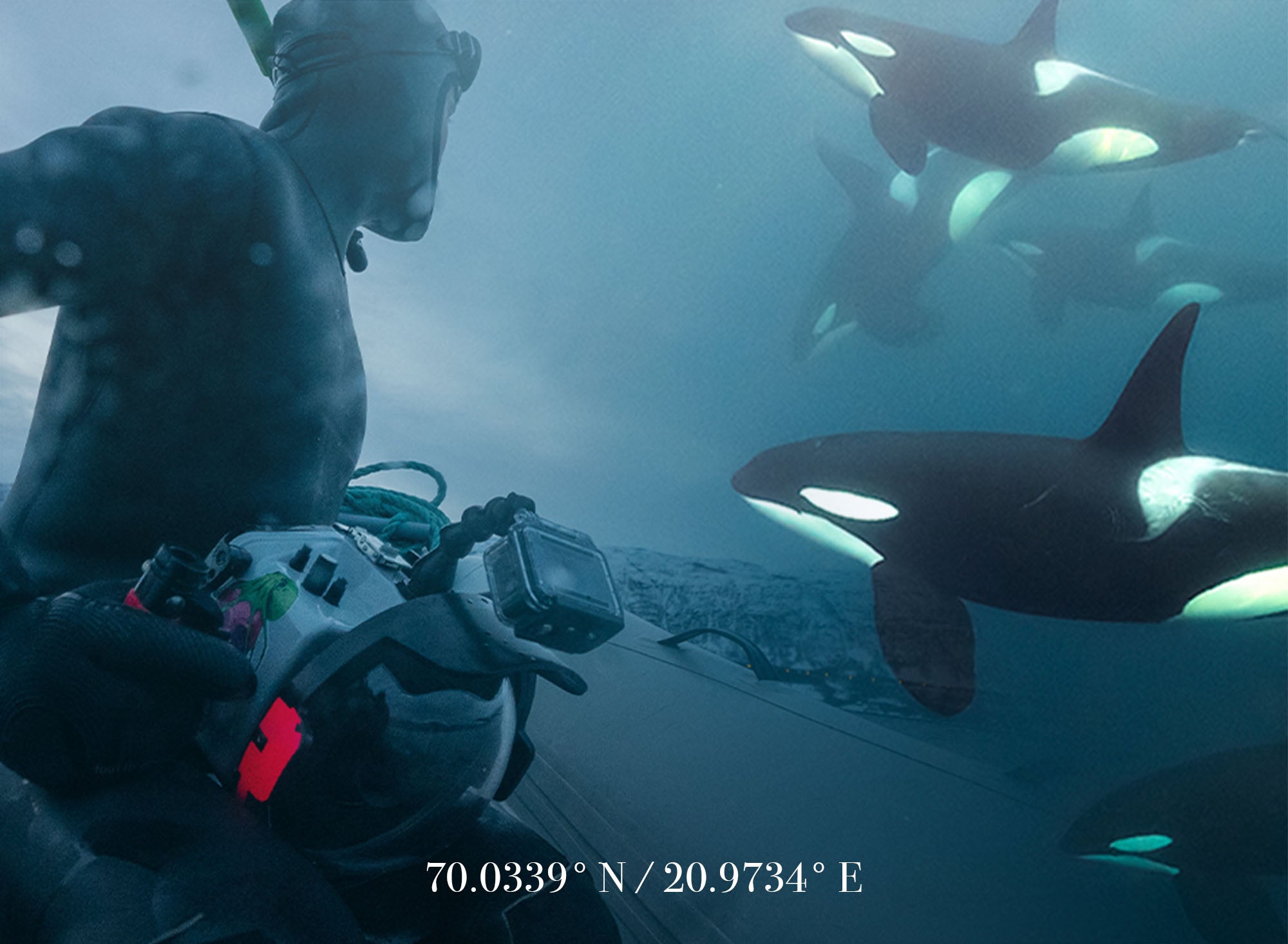 Freediving with Orcas // Following a Dream To Norway [VIDEO]