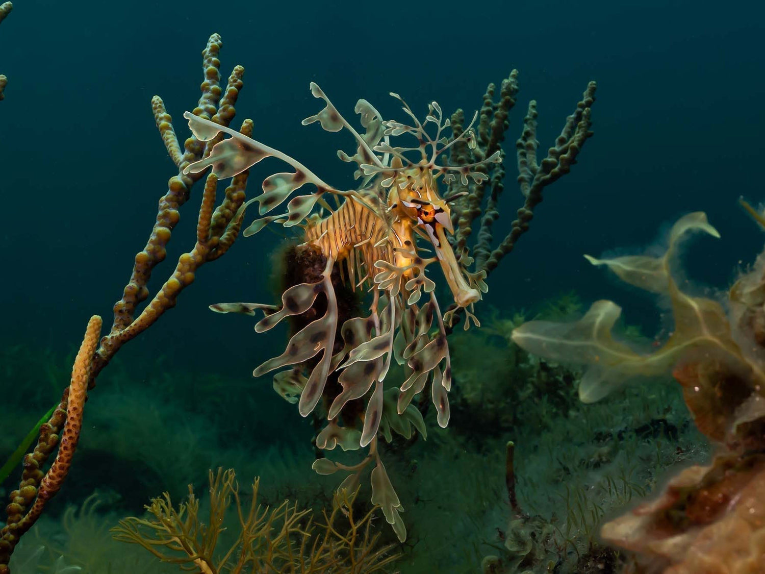 Leafy Sea Dragon image by Rowan Dear taken using Ikelite Underwater Housing