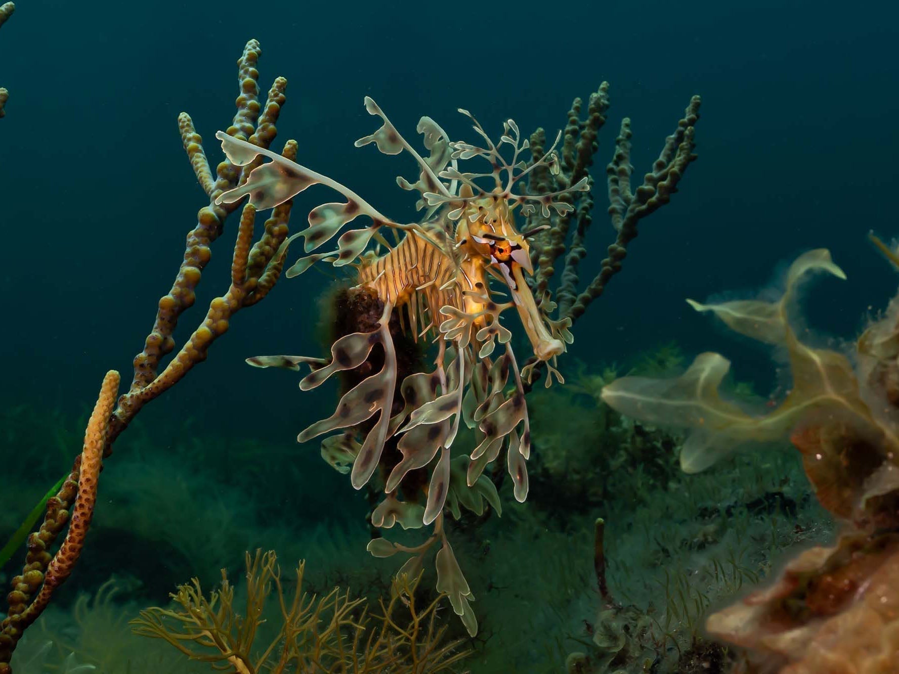 Leafy Sea Dragon image by Rowan Dear taken using Ikelite Underwater Housing