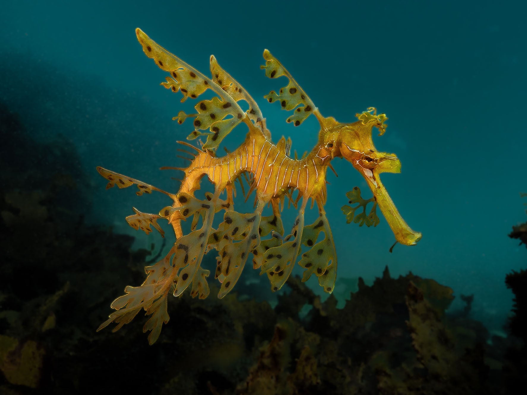Seadragons Underwater Camera Settings and Technique