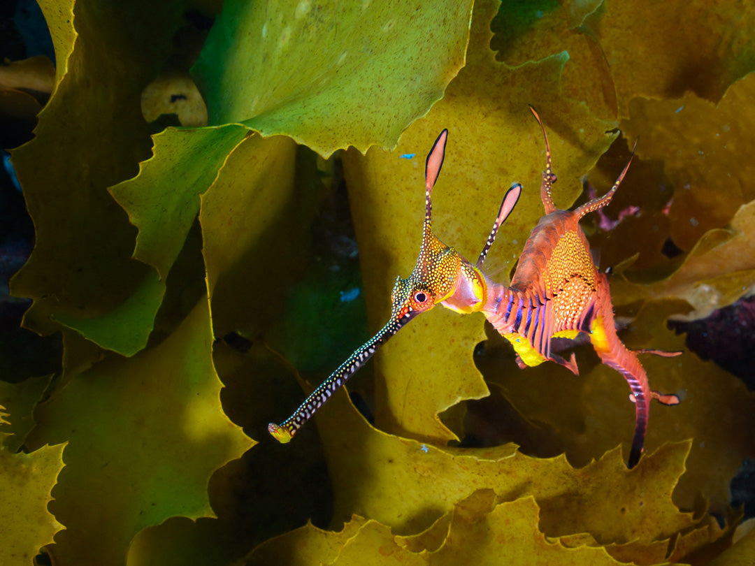 Chasing Seadragons: A Remote Excursion to the South Coast of Western Australia