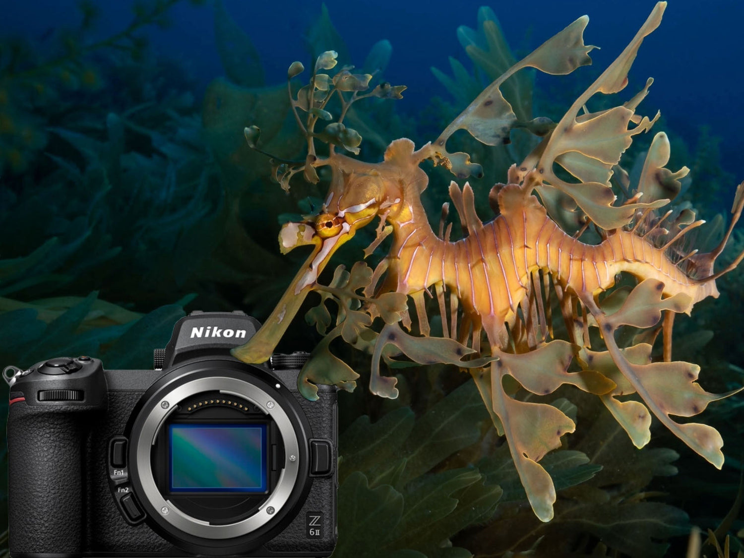 Shooting Seadragons in Australia with the Nikon Z6 II