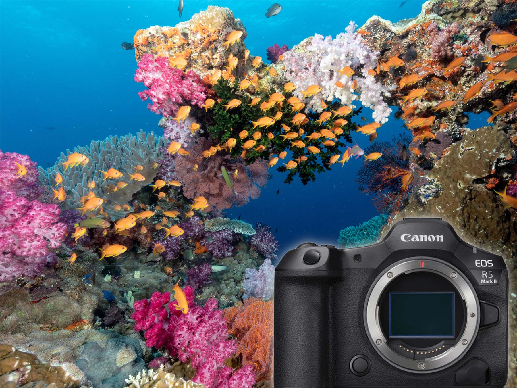 Photographing Fiji Underwater with the Canon R5 II article and images by Jeff Milisen for Ikelite Underwater Systems
