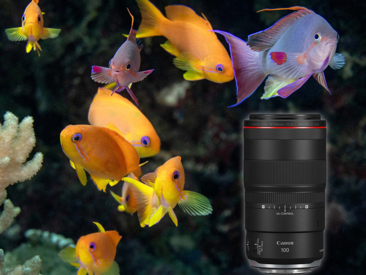 Best Canon Macro Lens for Mirrorless Shooters: RF 100mm F2.8 L Macro IS USM Underwater Photography Review by Jeff Milisen for Ikelite Underwater Systems, shooting with the Canon R5 II