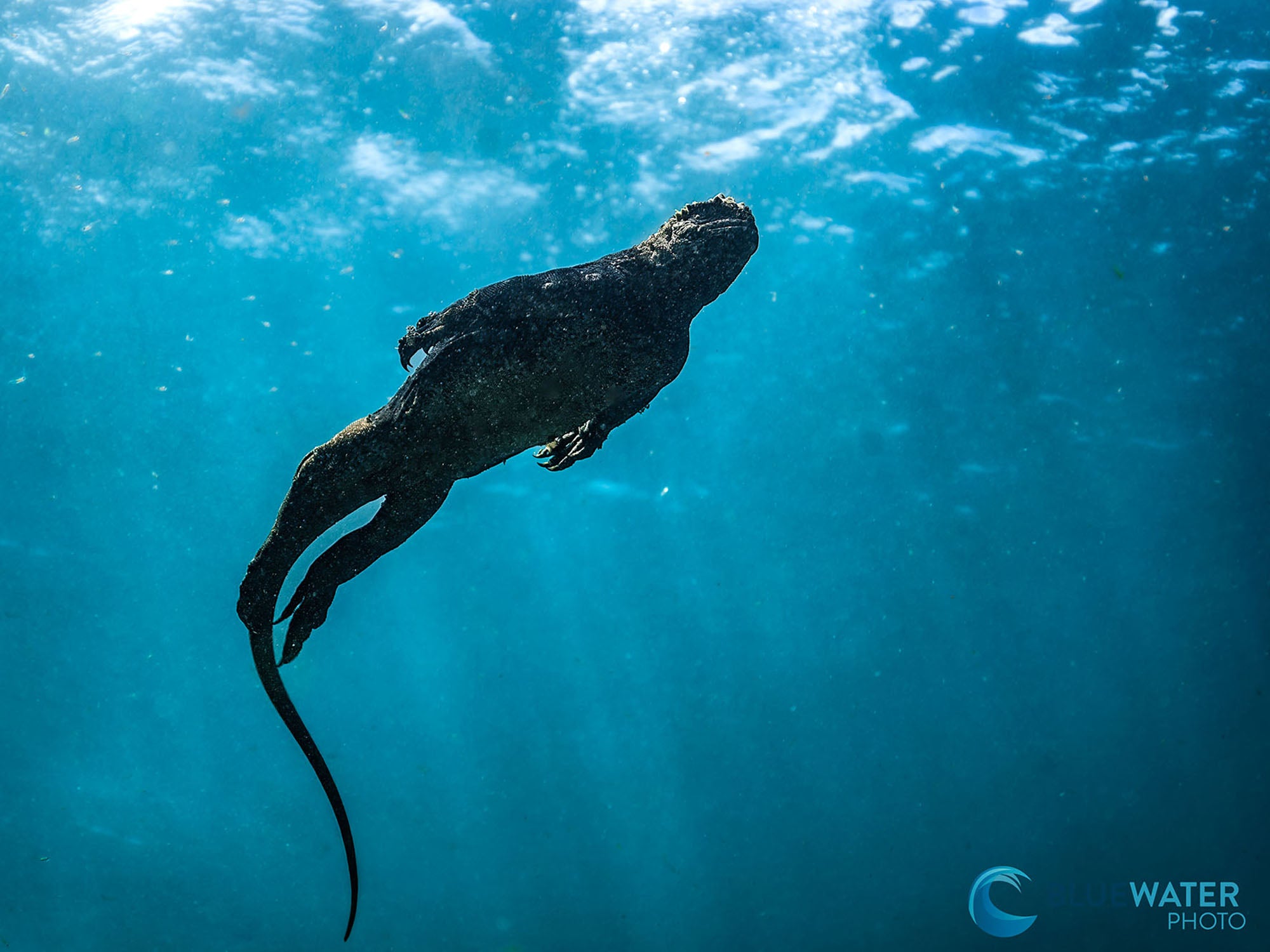 Diving the Galapagos with the Canon R8: Why You Need a Small Camera to Dive in Current