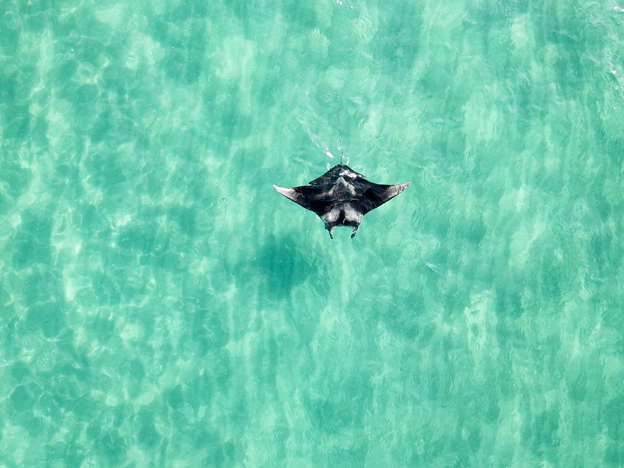 Uncovering the Unexpected with the Florida Manta Project