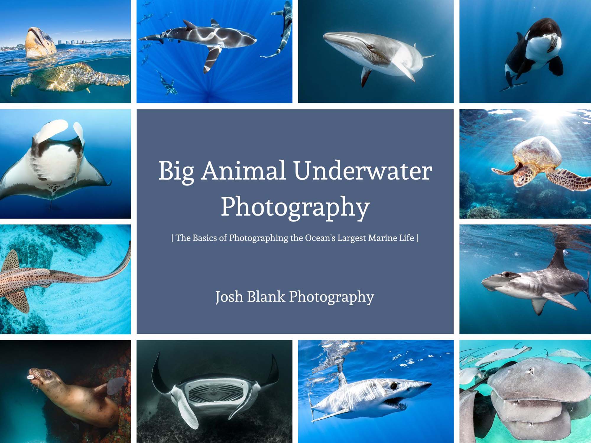 Book Review: Big Animal Underwater Photography