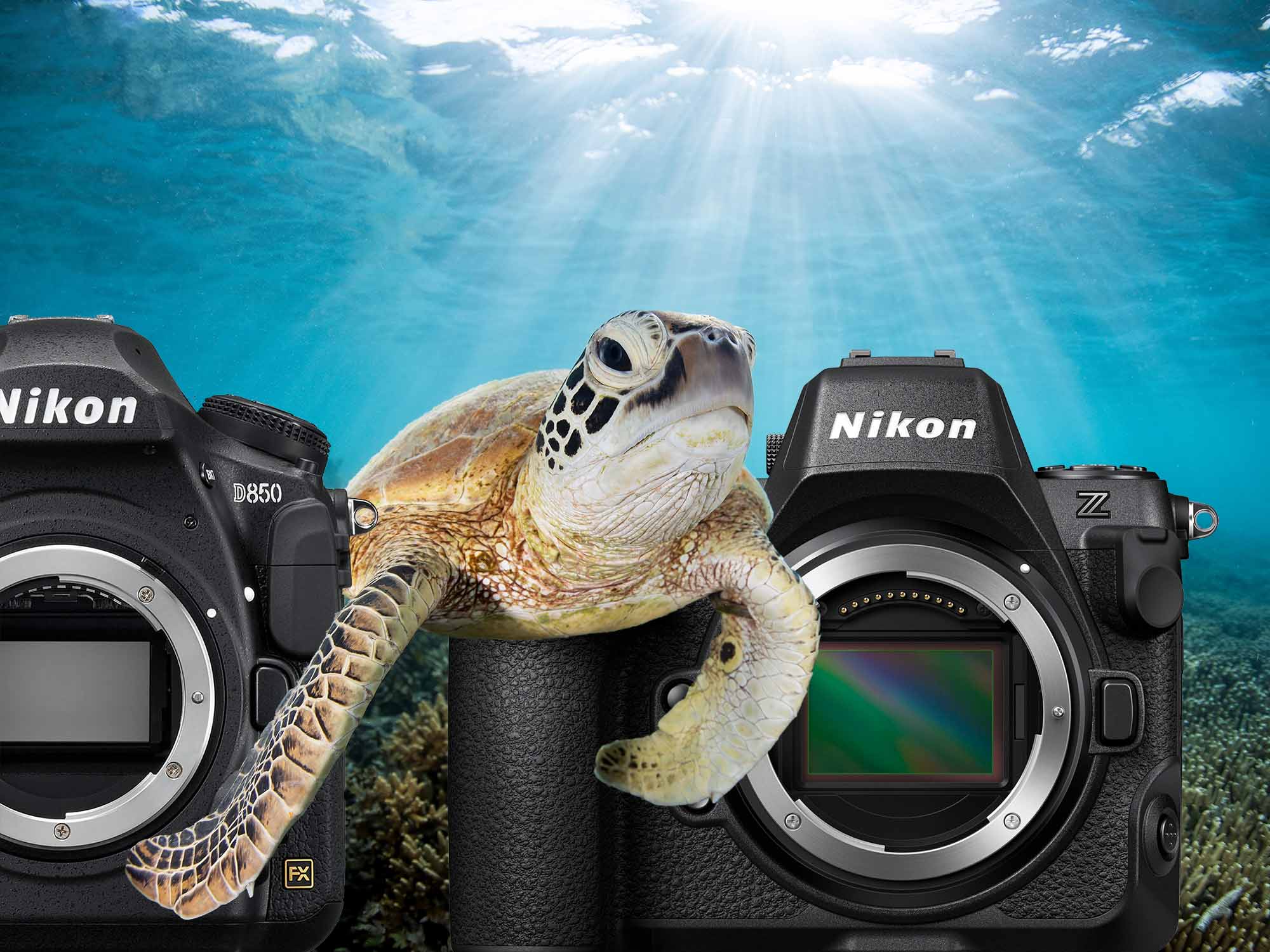 copyright Josh Blank Ikelite Underwater Housing Nikon Z8