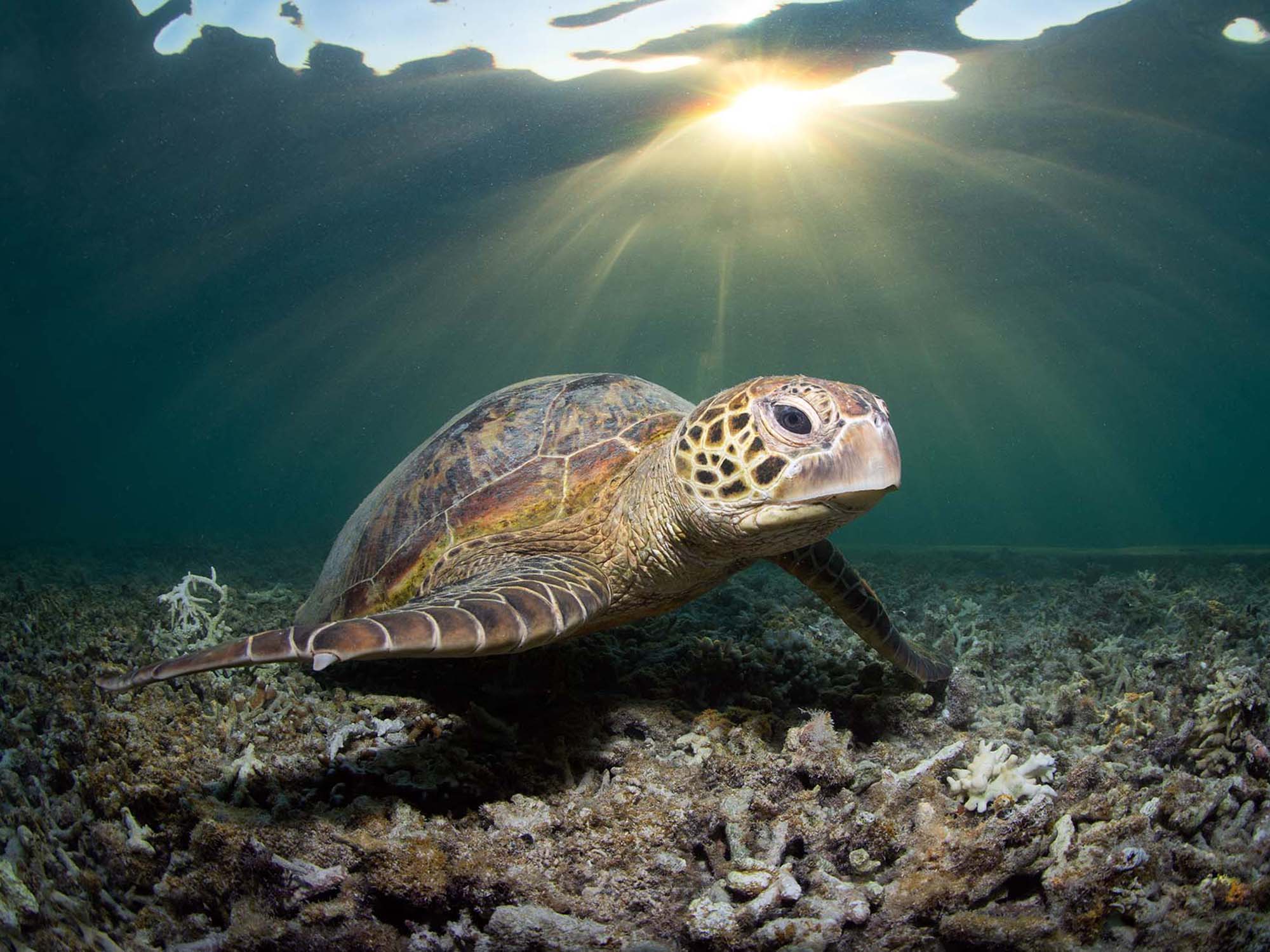 An Insider's Guide to Diving the Great Barrier Reef, Australia