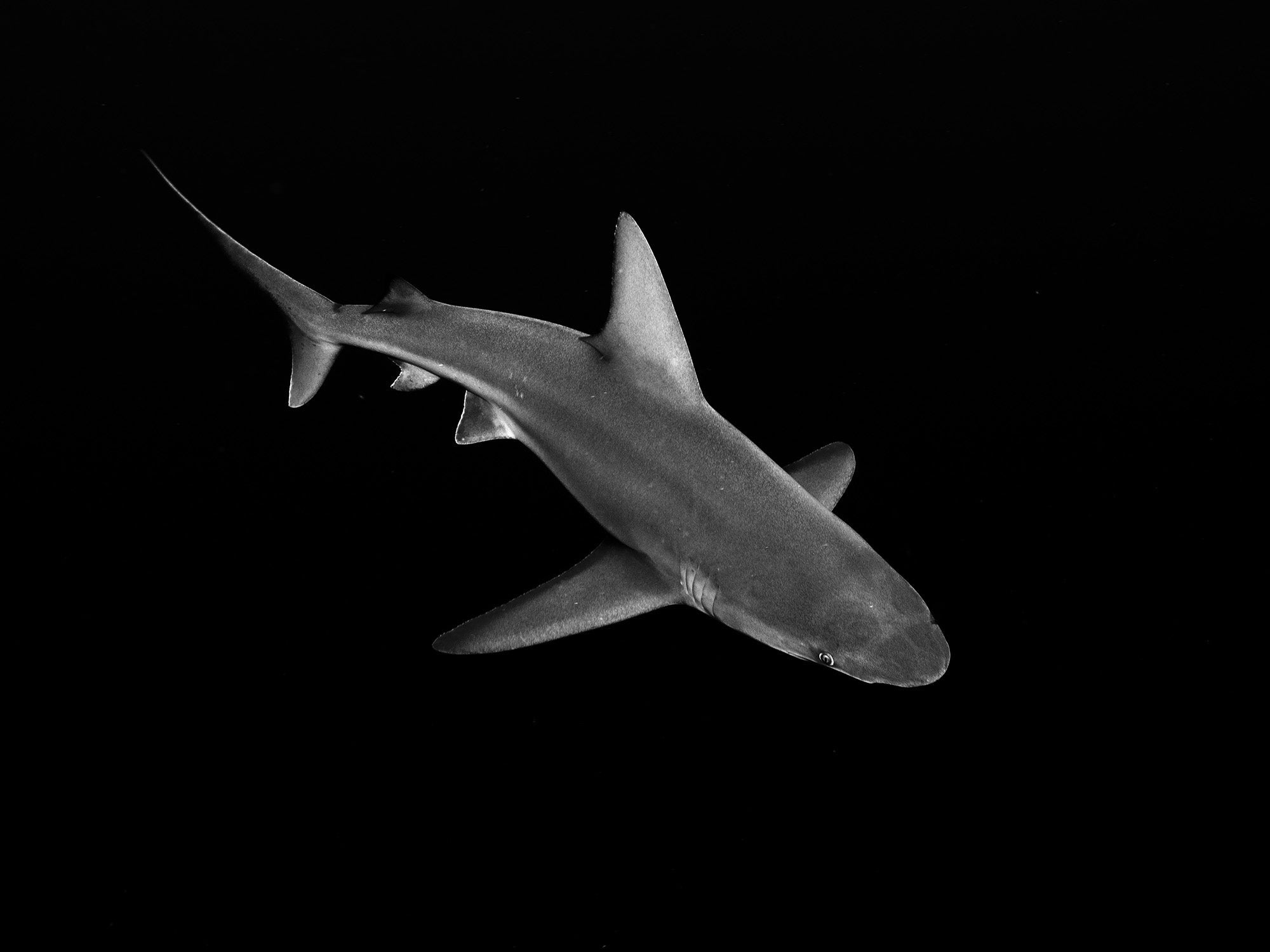 Featured Customers | Josh Frasca Sharing the Sea with Sharks