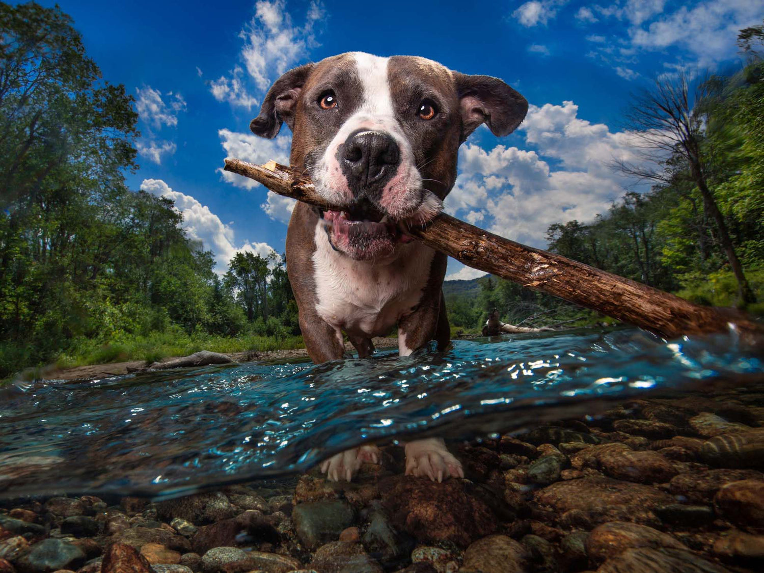 Underdogs Underwater: How Dog Breath Foundation Uses Photography to Help Rescue Dogs by Kaylee Greer for Ikelite Underwater Systems