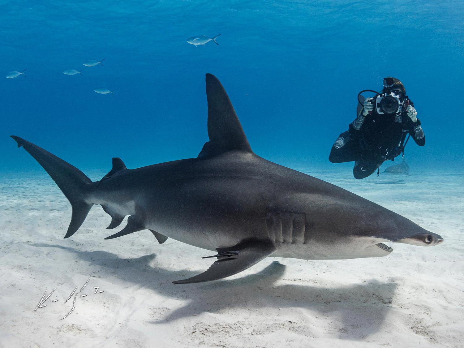 Shark Photography with the Canon R5 and DS230 Strobes