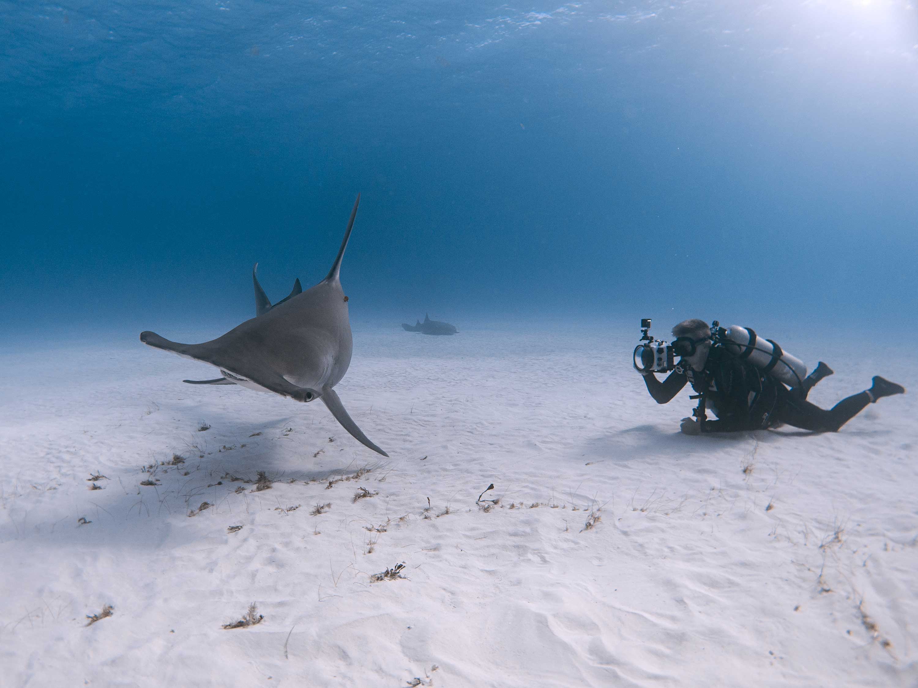 6 Ways You and Your Kids Can Help Save the Sharks