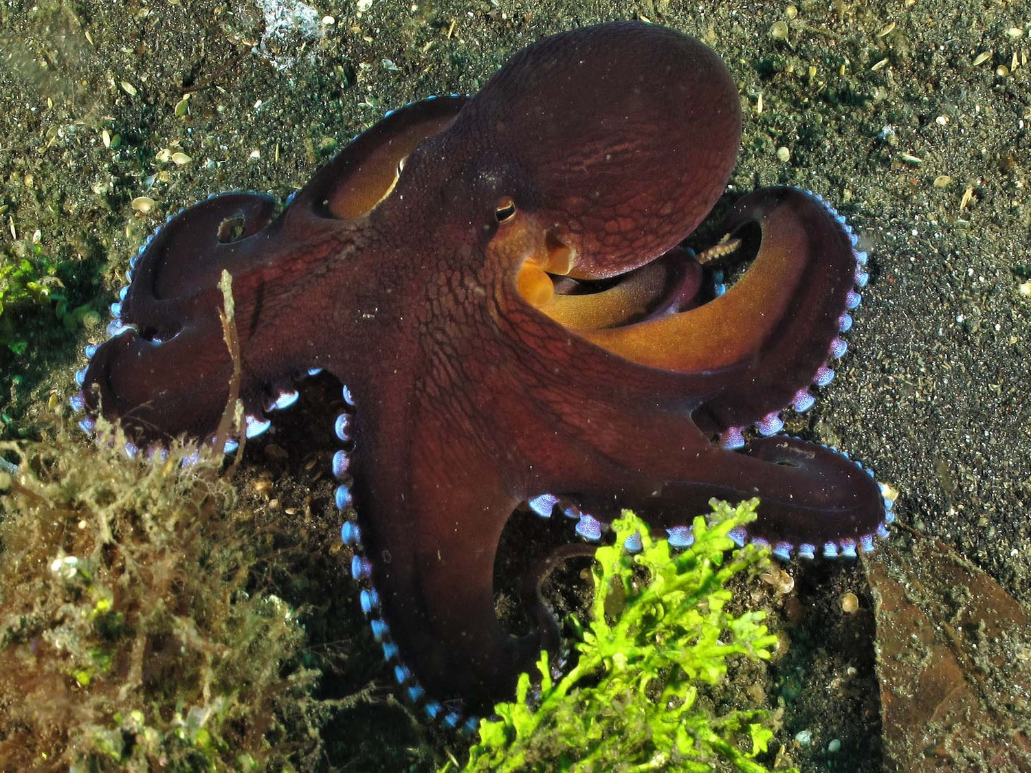 Customer Photos | Les Rotkiewicz Octopuses on Parade