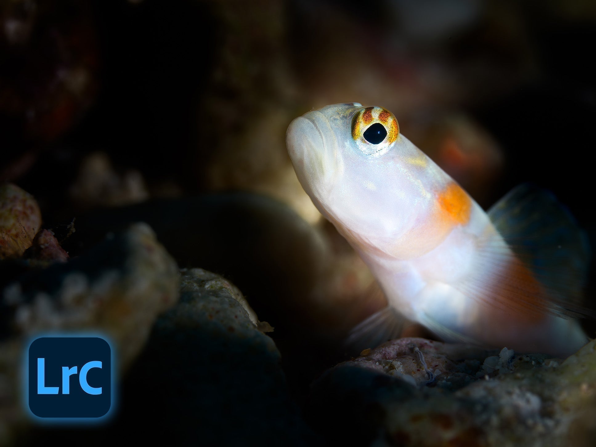 3 Lightroom Edits to Make Macro Subjects POP [VIDEO]