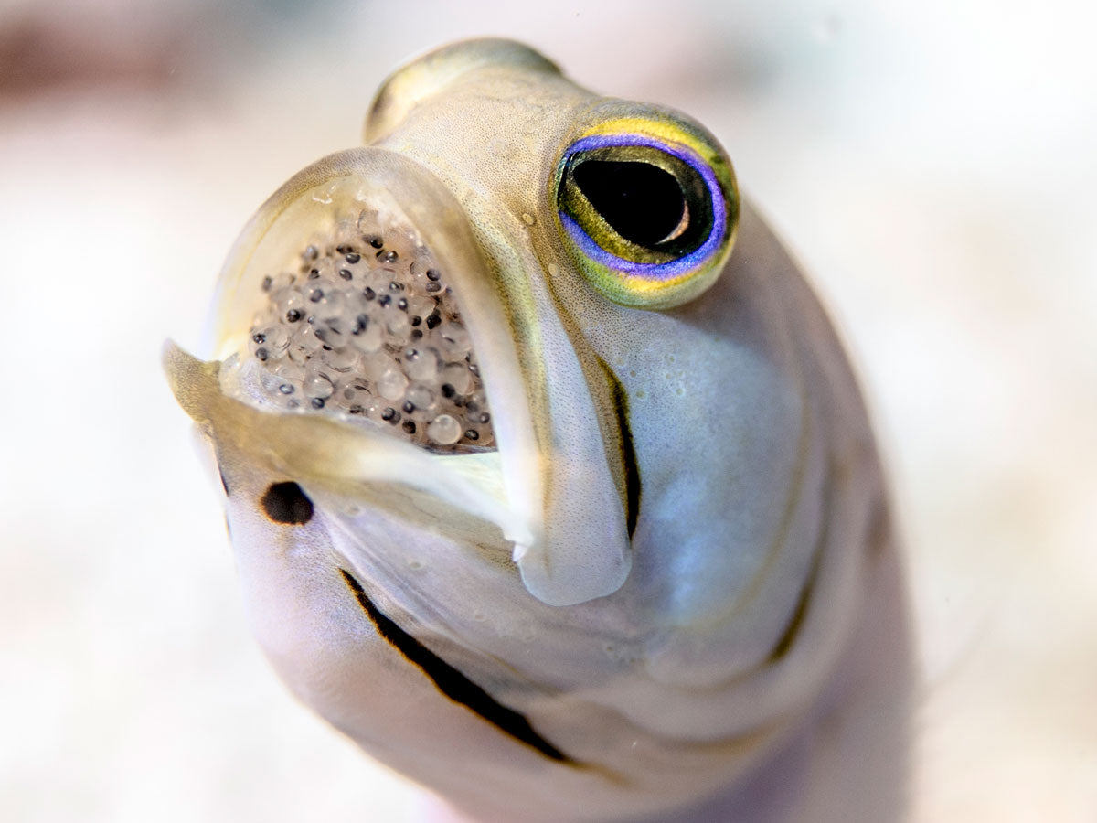 Capturing the Elusive Mouth Brooding Jawfish
