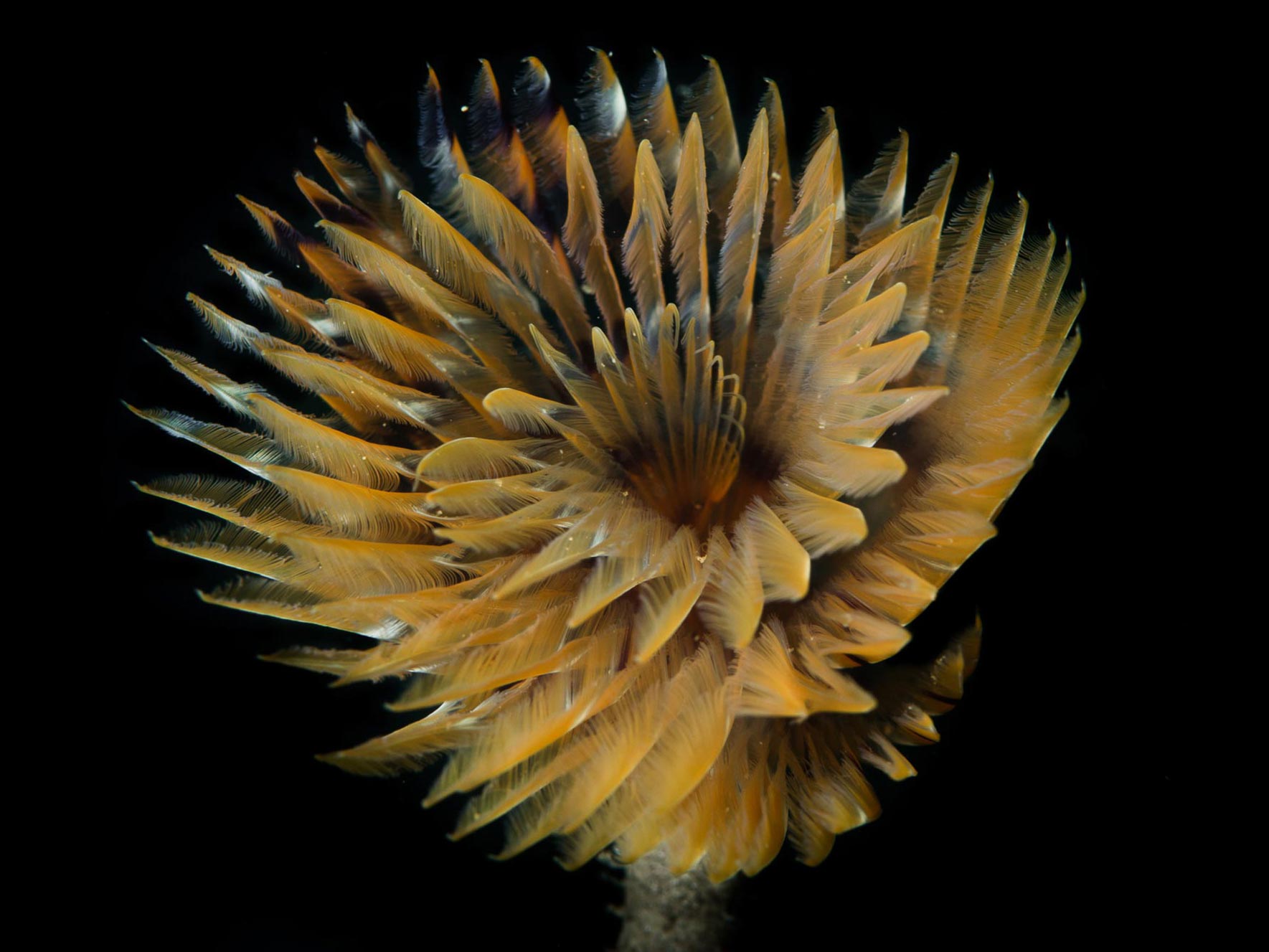 Beautiful Underwater Worms