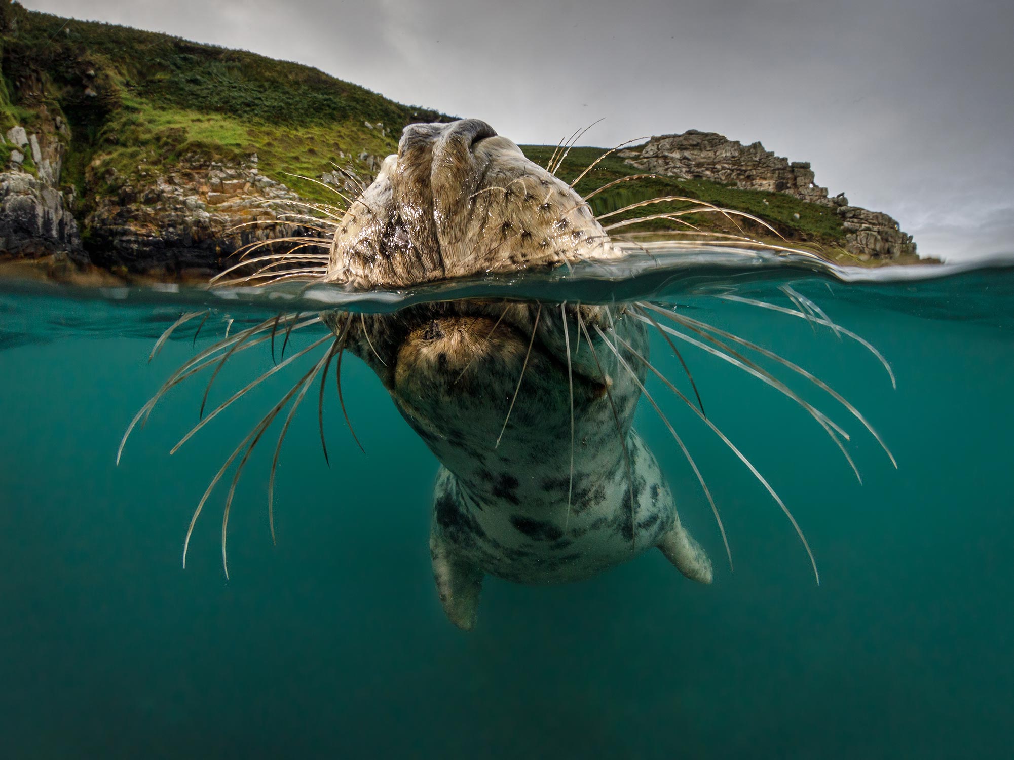 Lundy Island: The Best Seal Diving in the World