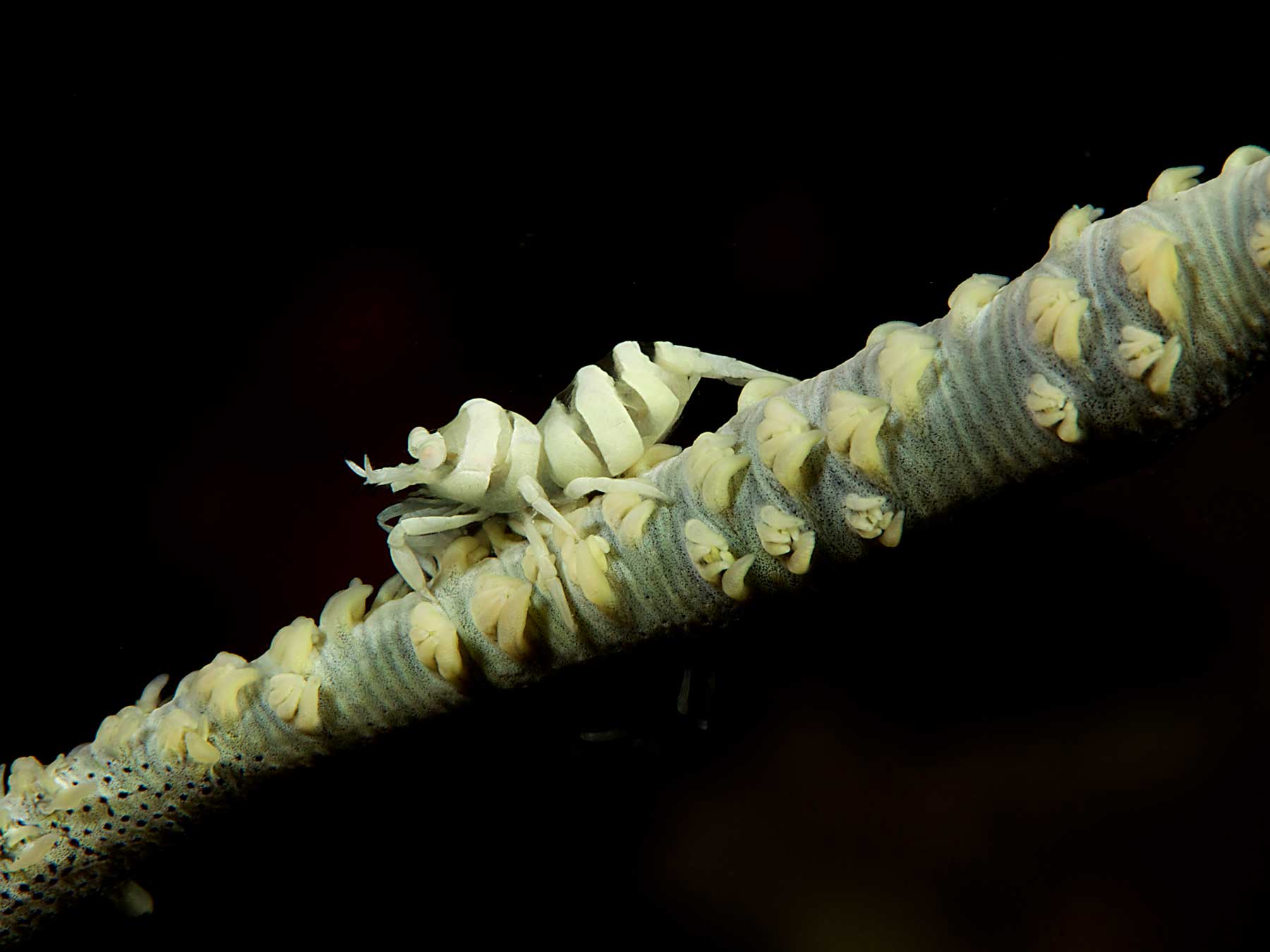 Macro with Black Background Underwater Camera Settings