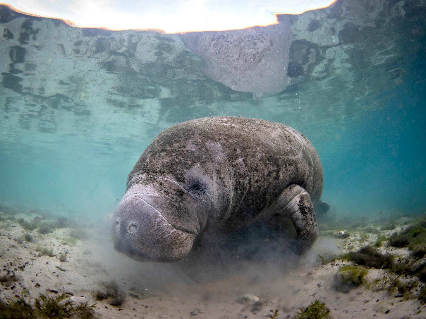 Manatee Photography Underwater Camera Settings