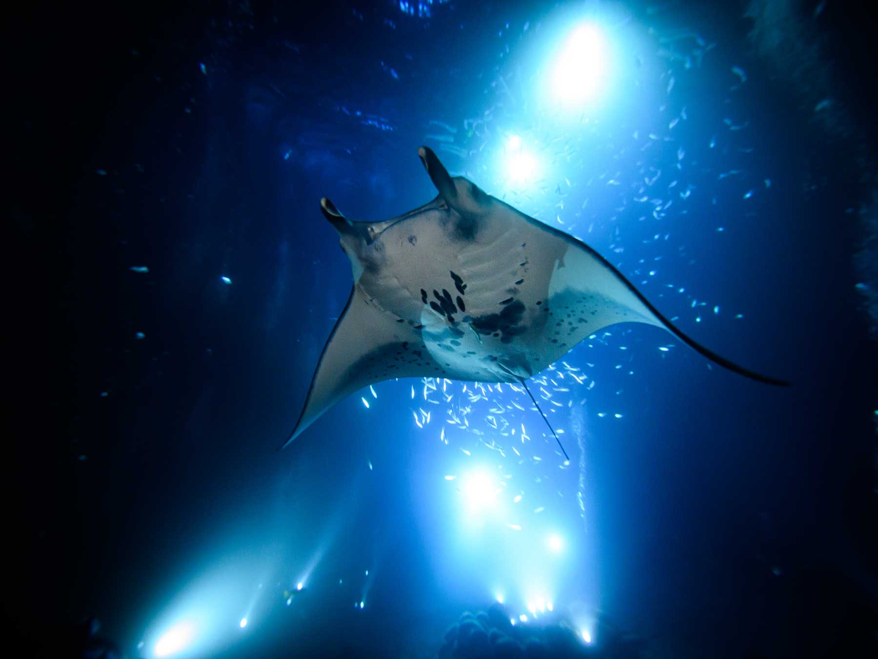 Shooting Manta Rays at Night Without Strobes