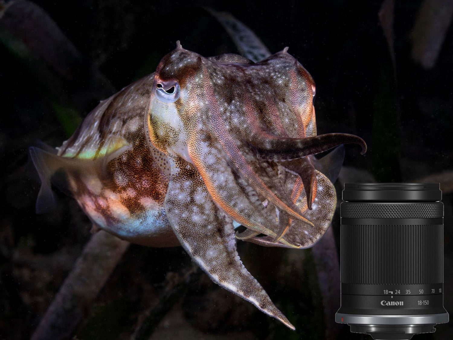 Cuttlefish image with the Canon 18-150mm lens imposed. Cuttlefish image by Matt Dowse taken with Canon 18-150mm and Canon R7 camera inside an Ikelite Underwater Housing.
