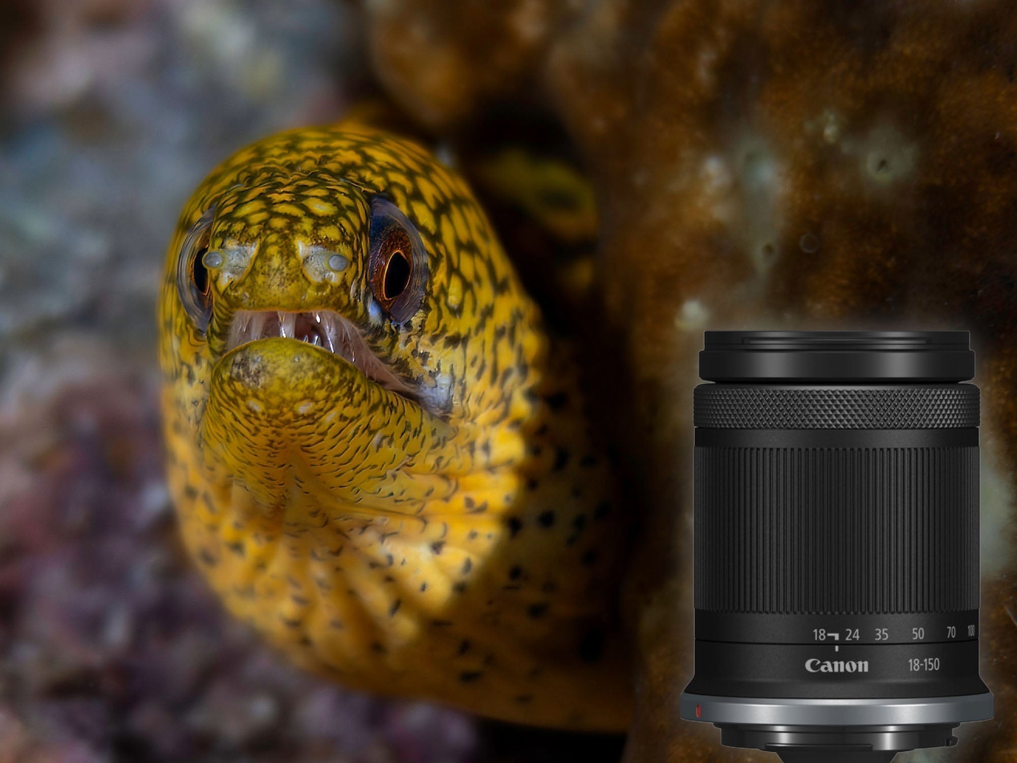 Eel with Canon 18-150mm Lens © Matt Dowse taken with Ikelite 200DLM Underwater Housing for Canon R7 and dual Ikelite DS Strobes