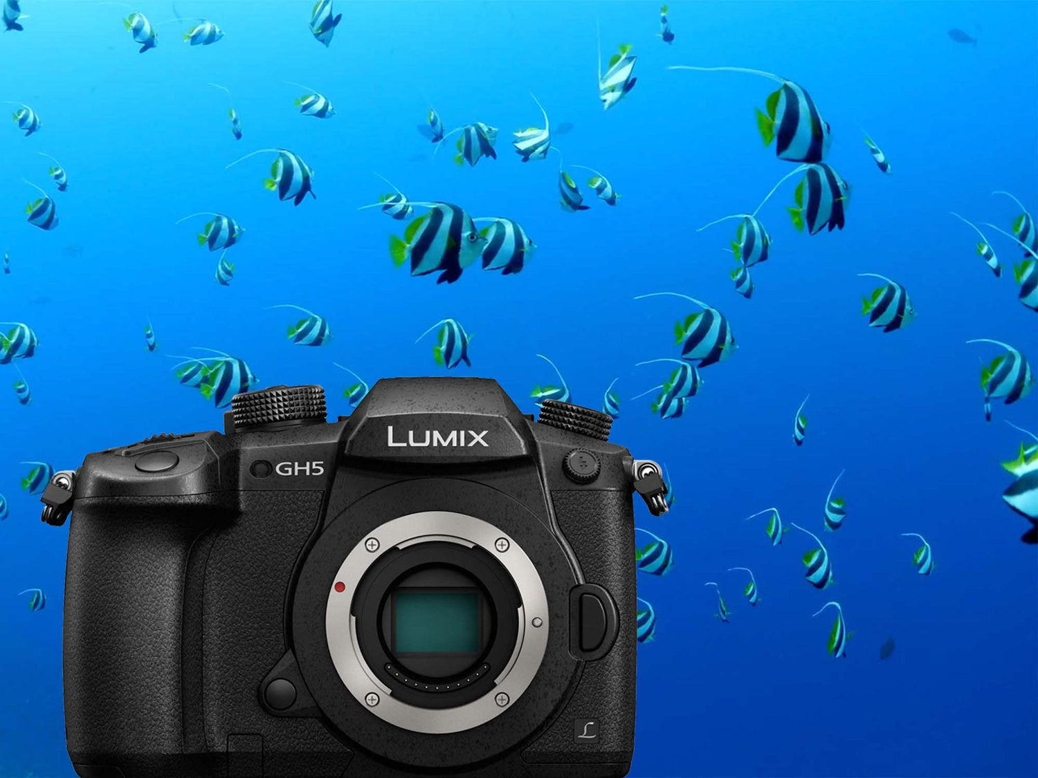 The Hypnotic Sea | Bursting with Life in the Post-COVID Red Sea [VIDEO]